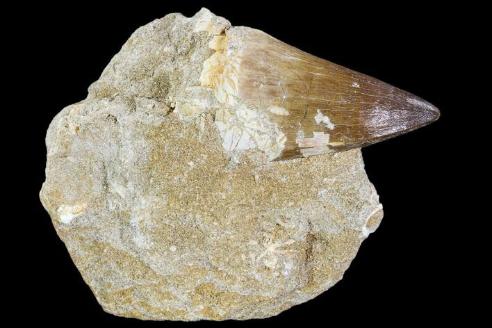 Fossil Mosasaur (Prognathodon) Tooth In Rock - Morocco #106483